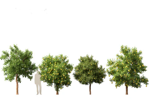 Citrus limon - Lemon Tree 02 3D Model
