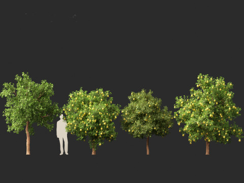 Citrus limon - Lemon Tree 02 Modèle 3D