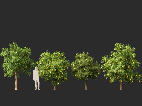 Citrus limon - Lemon Tree 02 3D Model