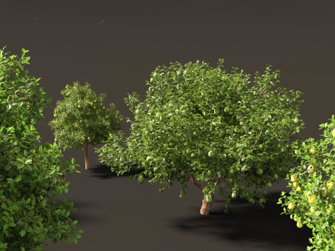 Citrus limon - Lemon Tree 02 Modèle 3D