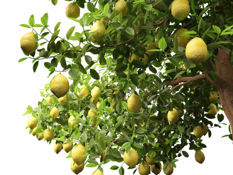 Citrus limon - Lemon Tree 02 Modèle 3D