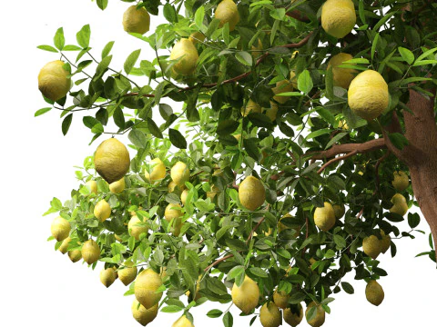 Citrus limon - Lemon Tree 02 3D Model