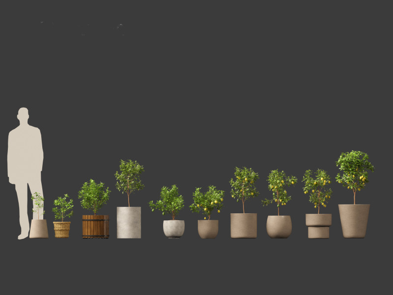 Citrus limon - Lemon Tree 01 Modello 3D .c4d .max .obj .3ds .fbx .stl .blend 