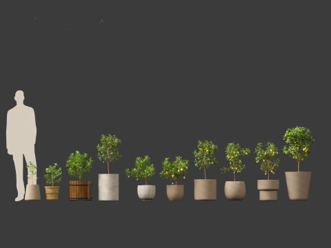 Citrus limon - Lemon Tree 01 3D Model