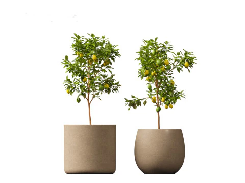 Citrus limon - Lemon Tree 01 3D Model