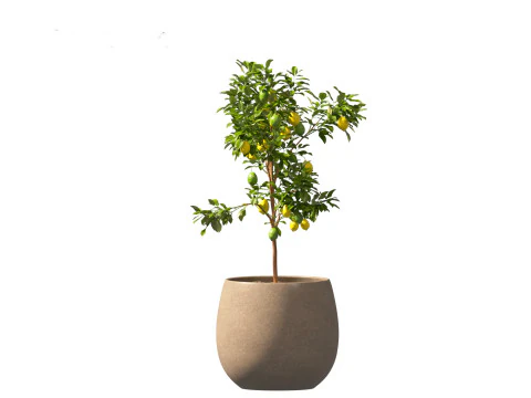 Citrus limon - Lemon Tree 01 3D Model