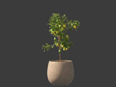Citrus limon - Lemon Tree 01 3D Model