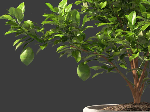 Citrus limon - Lemon Tree 01 3D Model