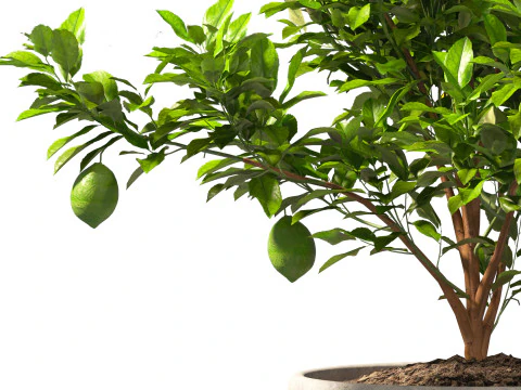 Citrus limon - Lemon Tree 01 3D Model