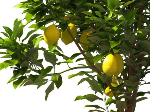 Citrus limon - Lemon Tree 01 Modello 3D