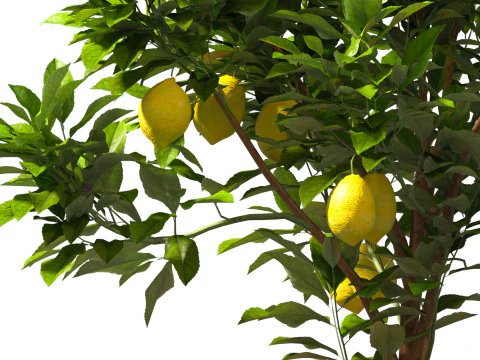 Citrus limon - Lemon Tree 01 3D Model