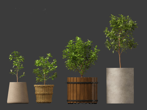 Citrus limon - Lemon Tree 01 Modello 3D