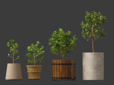 Citrus limon - Lemon Tree 01 3D Model