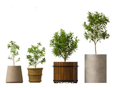 Citrus limon - Lemon Tree 01 3D Model
