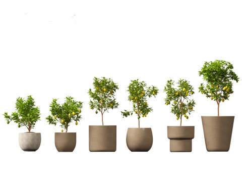 Citrus limon - Lemon Tree 01 Modello 3D