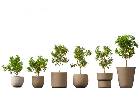 Citrus limon - Lemon Tree 01 3D Model