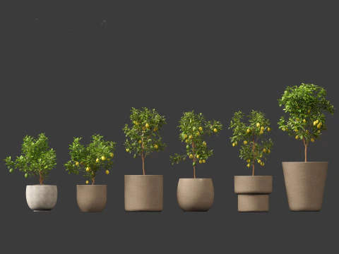 Citrus limon - Lemon Tree 01 3D Model