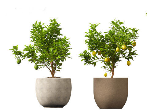 Citrus limon - Lemon Tree 01 Modello 3D
