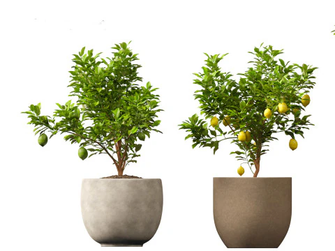 Citrus limon - Lemon Tree 01 3D Model