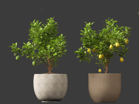 Citrus limon - Lemon Tree 01 Modello 3D