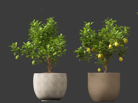 Citrus limon - Lemon Tree 01 3D Model