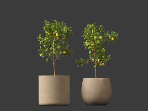 Citrus limon - Lemon Tree 01 3D Model