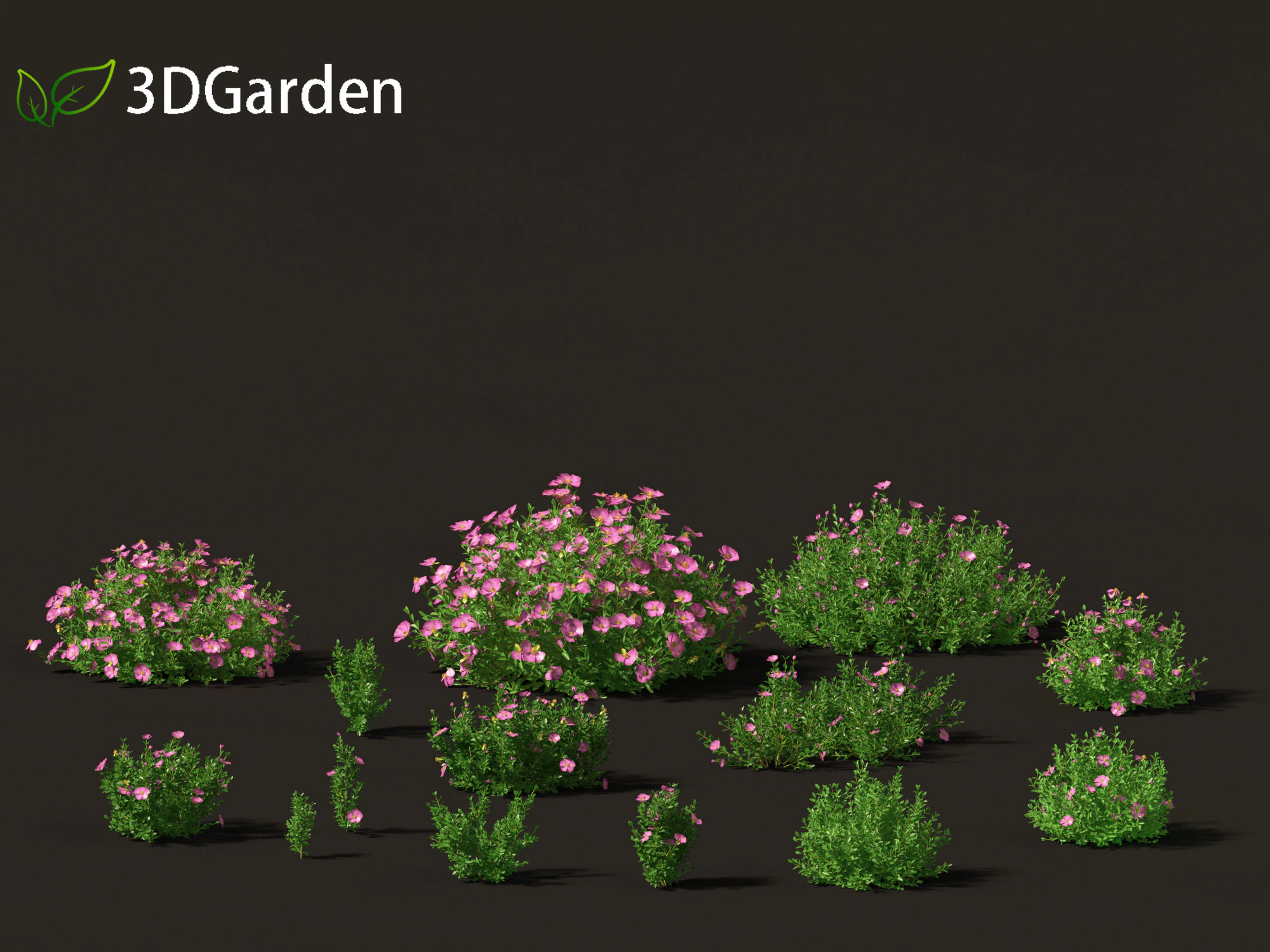 Cistus incanus - Soft-Hairy Rockrose 3D Model .c4d .max .obj .3ds .fbx .stl .blend 