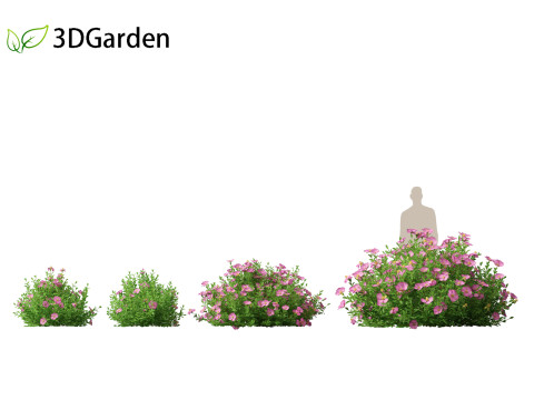 Cistus incanus - Soft-Hairy Rockrose 3D Model