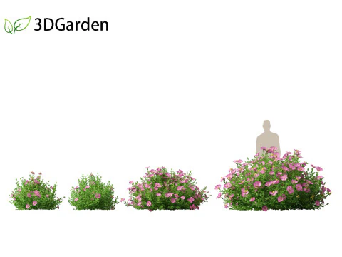 Cistus incanus - Soft-Hairy Rockrose 3D Model