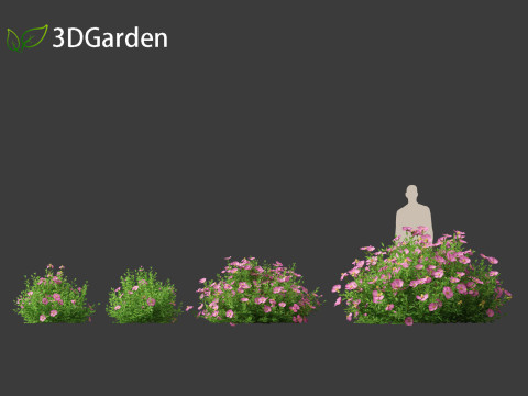 Cistus incanus - Soft-Hairy Rockrose 3D Model