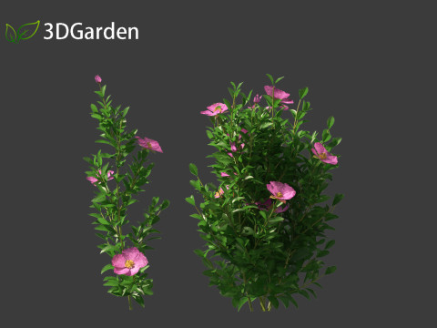 Cistus incanus - Soft-Hairy Rockrose 3D Model