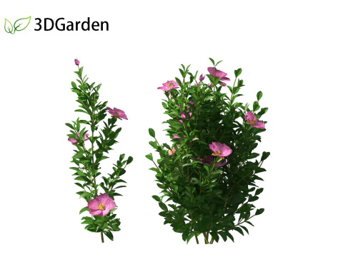 Cistus incanus - Soft-Hairy Rockrose 3D Model