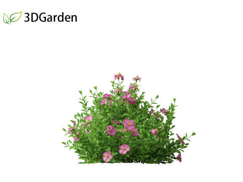 Cistus incanus - Soft-Hairy Rockrose 3D Model