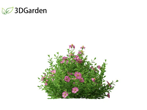 Cistus incanus - Soft-Hairy Rockrose 3D Model