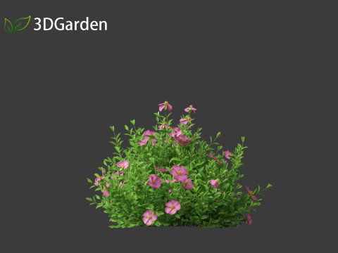 Cistus incanus - Soft-Hairy Rockrose 3D Model