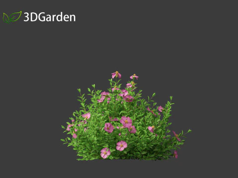 Cistus incanus - Soft-Hairy Rockrose 3D Model