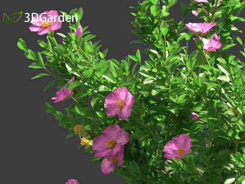 Cistus incanus - Soft-Hairy Rockrose 3D Model