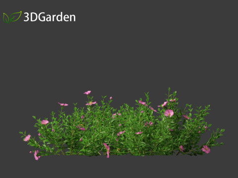 Cistus incanus - Soft-Hairy Rockrose 3D Model