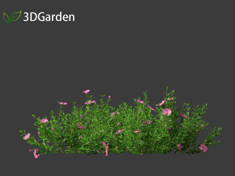 Cistus incanus - Soft-Hairy Rockrose 3D Model