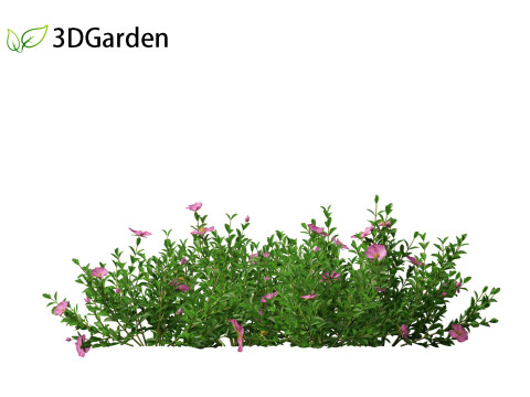 Cistus incanus - Soft-Hairy Rockrose 3D Model