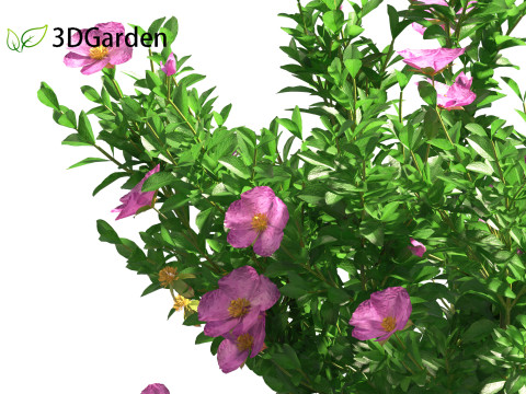 Cistus incanus - Soft-Hairy Rockrose 3D Model