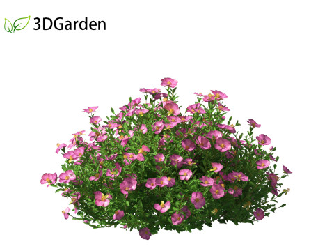 Cistus incanus - Soft-Hairy Rockrose 3D Model