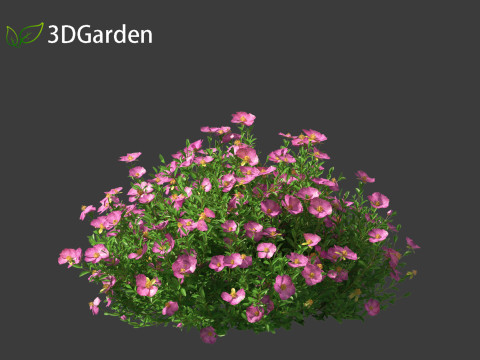 Cistus incanus - Soft-Hairy Rockrose 3D Model