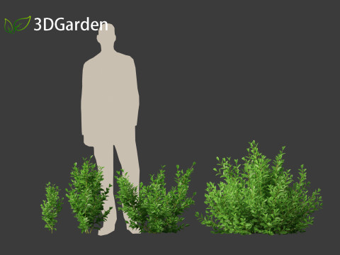 Cistus incanus - Soft-Hairy Rockrose 3D Model