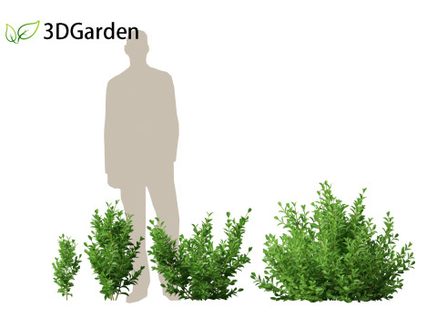 Cistus incanus - Soft-Hairy Rockrose 3D Model