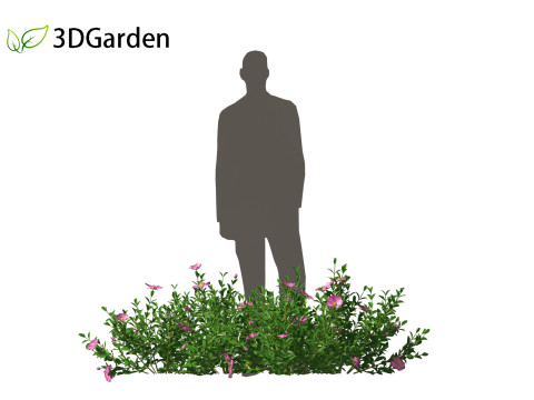 Cistus incanus - Soft-Hairy Rockrose 3D Model