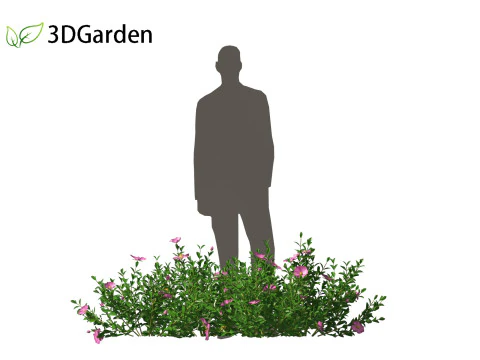 Cistus incanus - Soft-Hairy Rockrose 3D Model