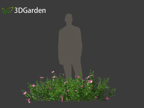 Cistus incanus - Soft-Hairy Rockrose 3D Model