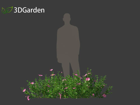 Cistus incanus - Soft-Hairy Rockrose 3D Model