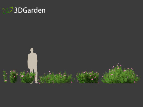 Cistus incanus - Soft-Hairy Rockrose 3D Model